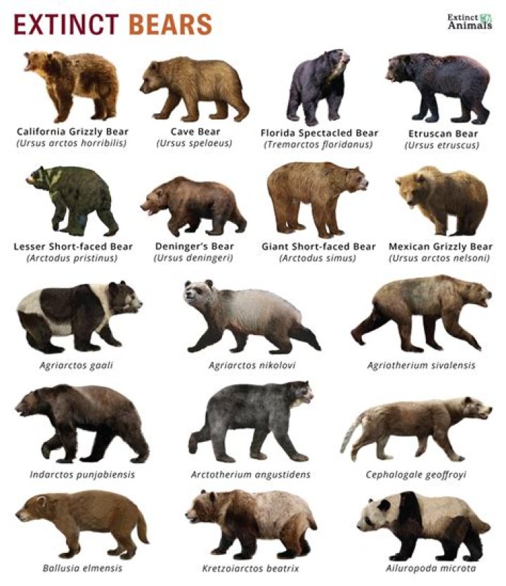 Are any bears extinct?