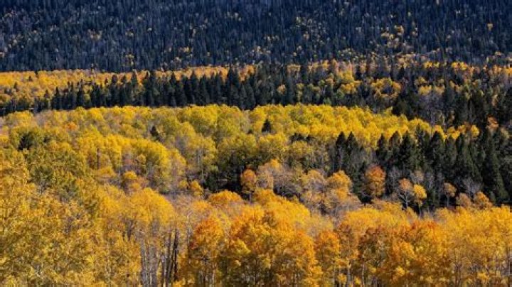 Are aspen trees a single organism?