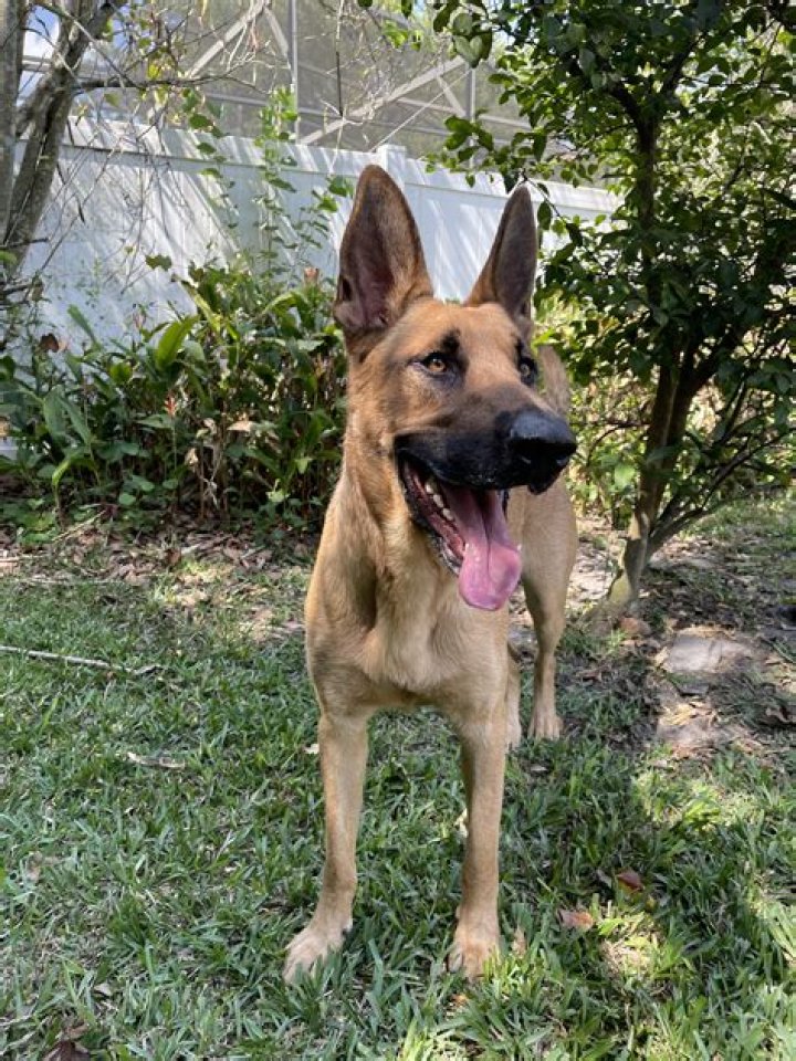Are Belgian Malinois and Dutch shepherds the same?
