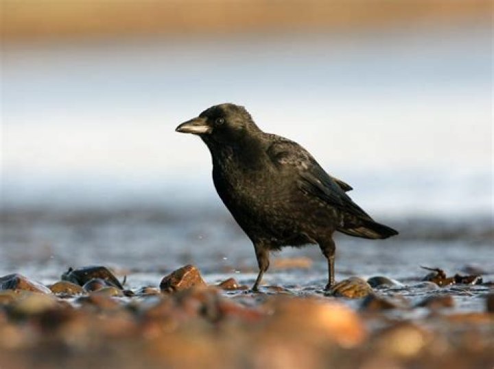 Are crows protected in the UK?