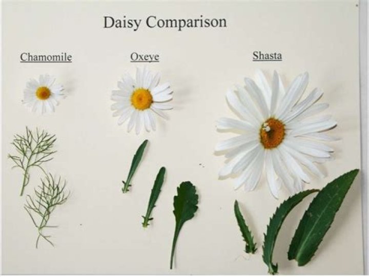 Are daisies the same as sunflowers?