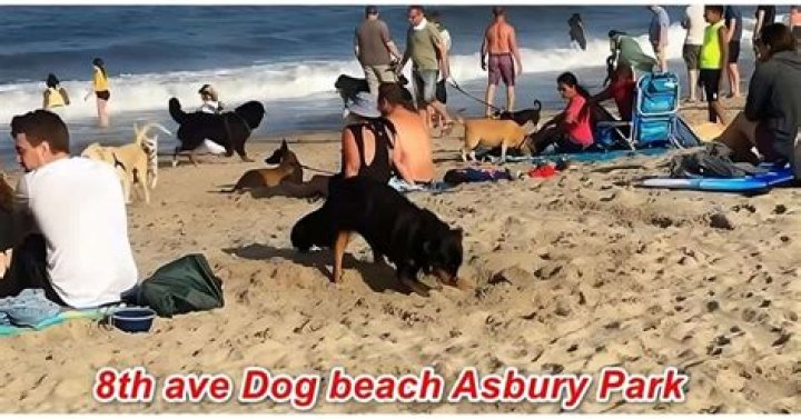 Are dogs allowed on the beach in Asbury Park NJ?