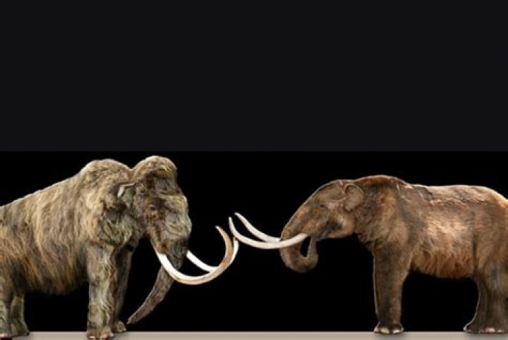 Are mammoths and mastodons related?