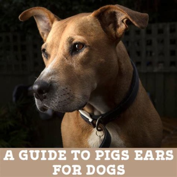 Are pigs ears safe for dogs to eat?
