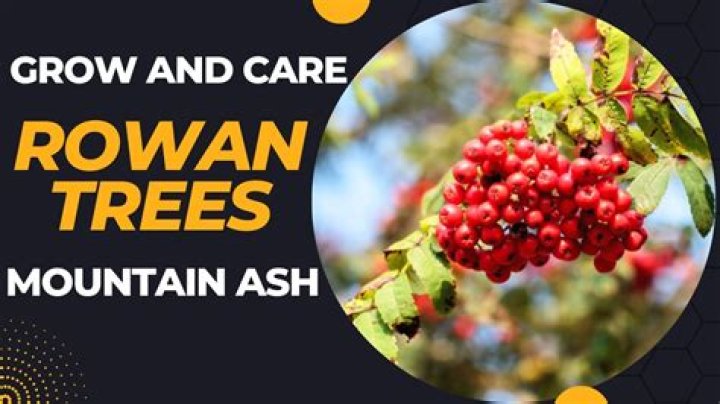 Are Rowan trees fast growers?