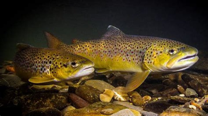 Are there brown trout in New Mexico?