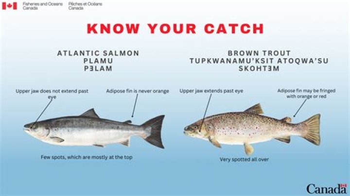 Are trout and salmon related?