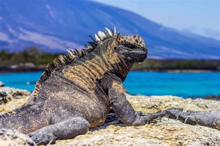 Can an iguana live with a tortoise?
