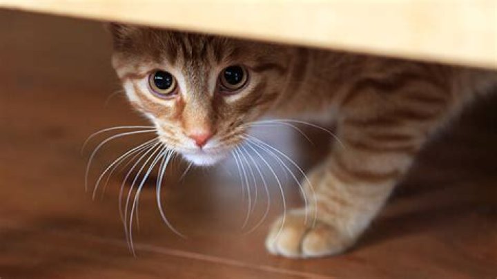 Can cats sense thunderstorms?