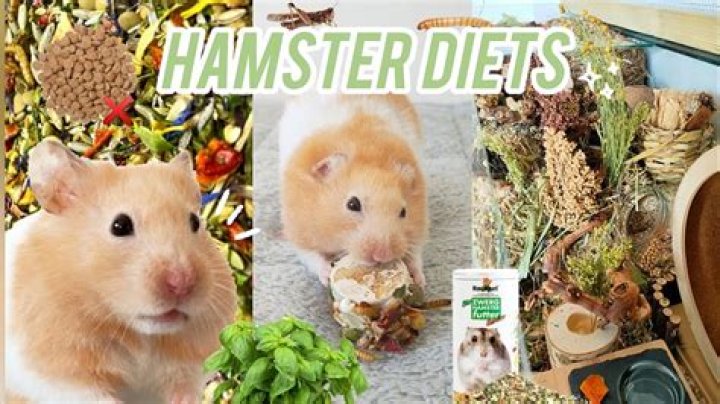 Can I give my hamster baby food?