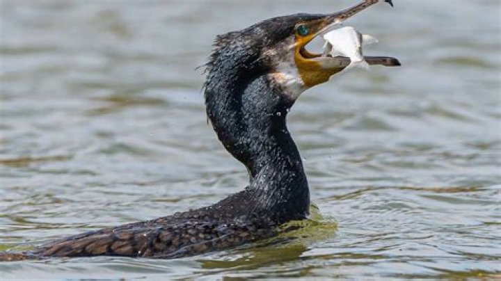 Can I shoot a cormorant?