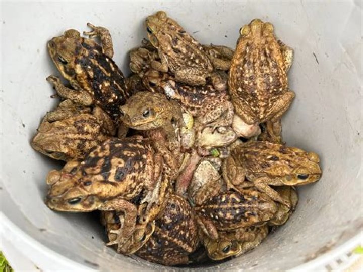 Can toads jump higher than frogs?