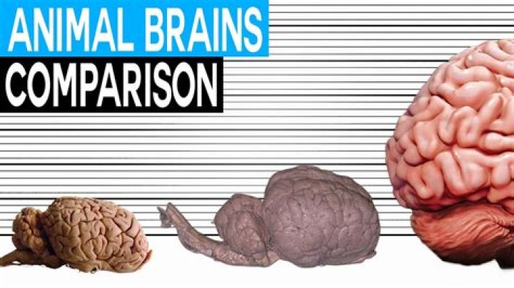 Can we use brains in a sentence?