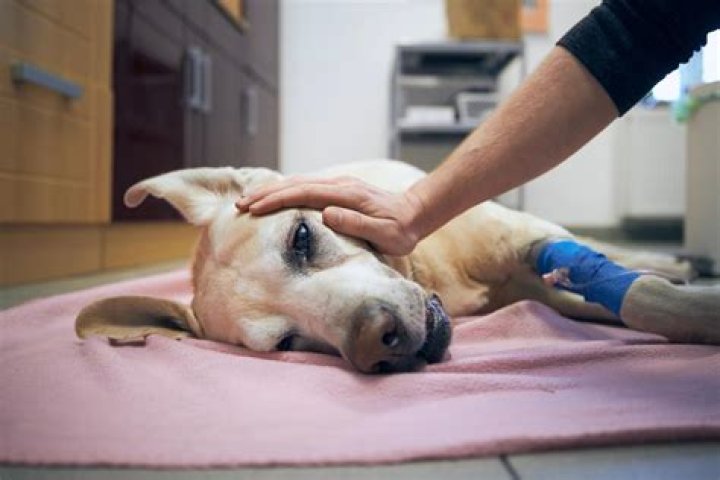Can you have a healthy dog put down?