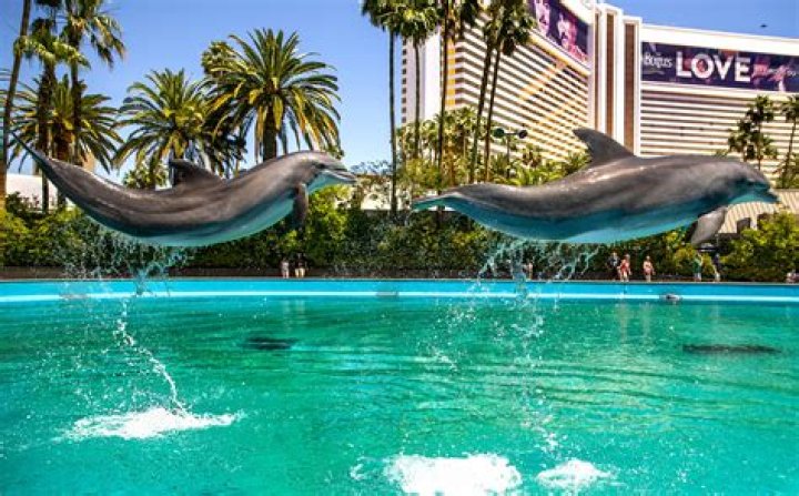 Can you swim with the dolphins in Las Vegas?