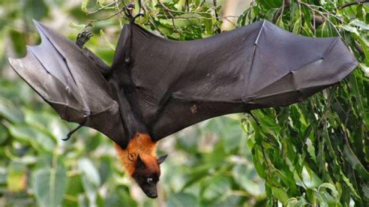 Comment se nomme le petit du Chauve-souris ?