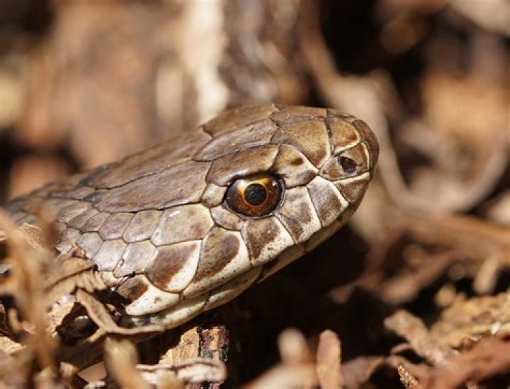 Do all snake have eyes?