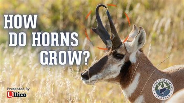 Do animal horns grow back?
