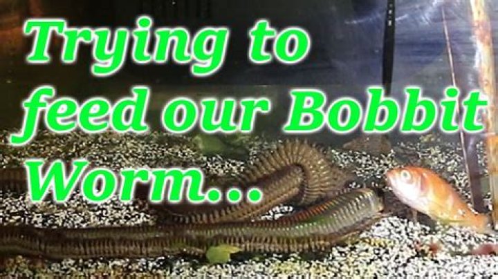 Do bobbit worms bite humans?