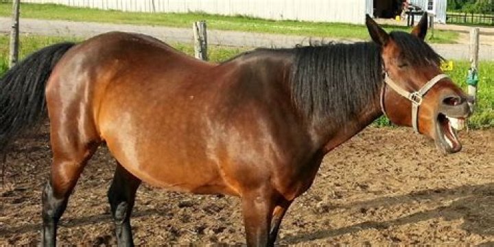 Do horses yawn when they are tired?