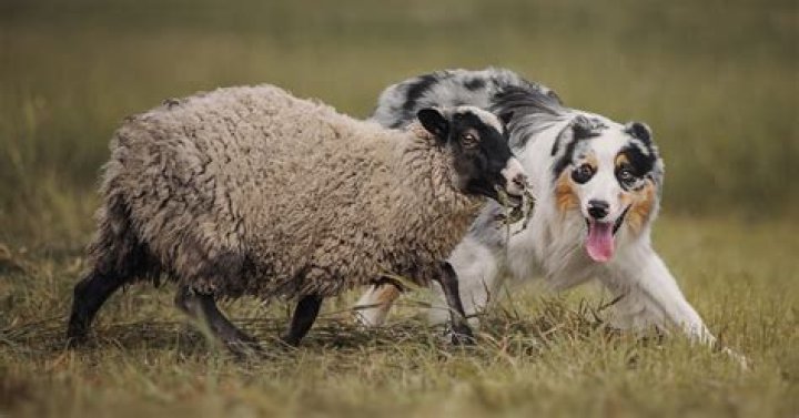 Do sheep dogs herd sheep?