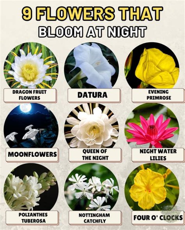 Does water lily bloom at night?