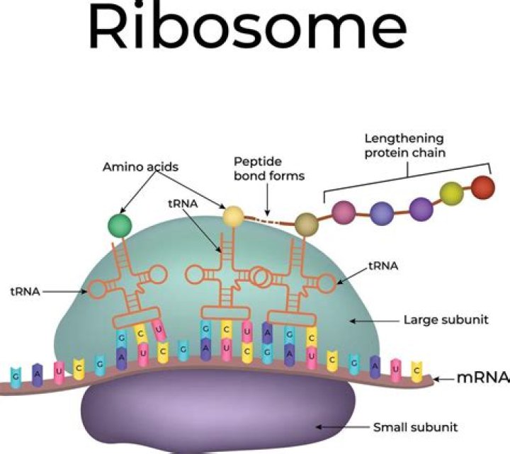 How are ribosomes created?