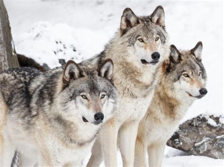 How big are white wolves?