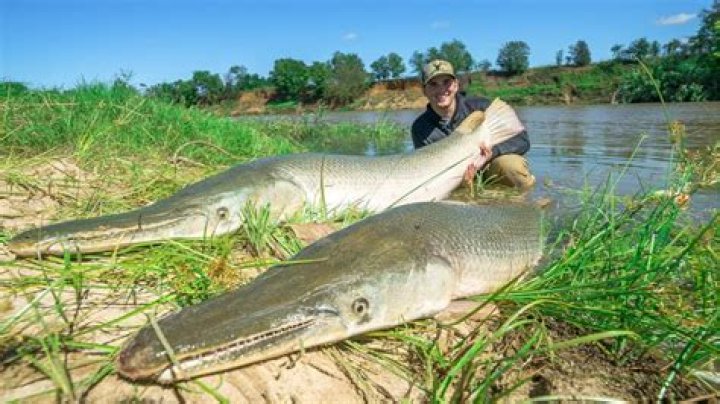 How big can a gar get?