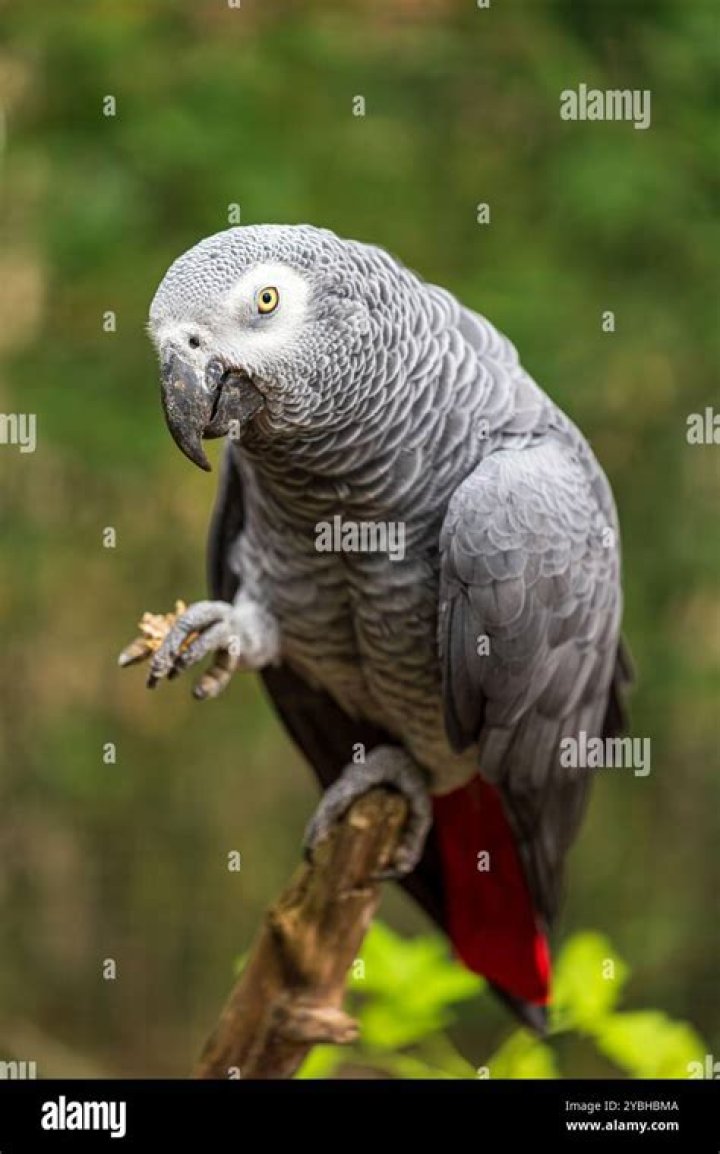 How big is a Congo African GREY?