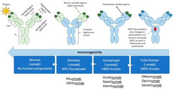 How do humans produce monoclonal antibodies?