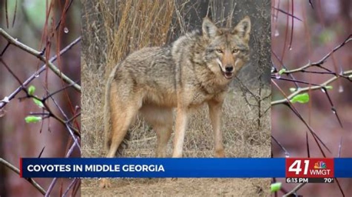 How do I get rid of coyotes in Georgia?