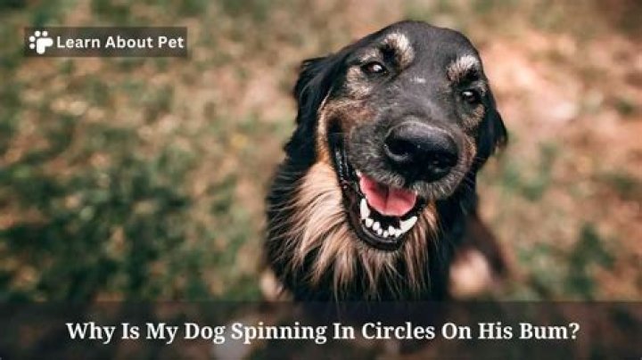 How do I stop my dog from spinning in circles?