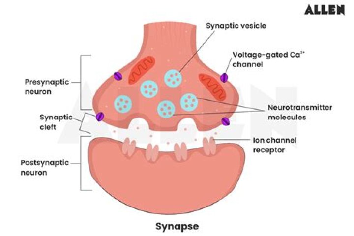 How do new synapses grow?
