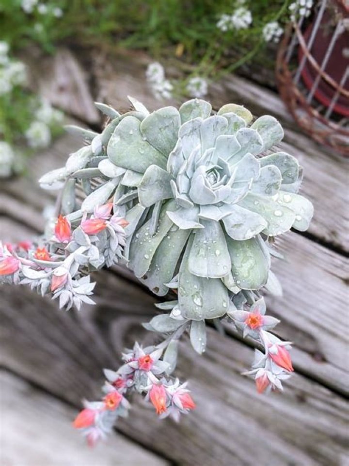 How do you care for Echeveria Chroma?