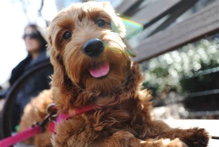 How do you convince someone to adopt a dog?