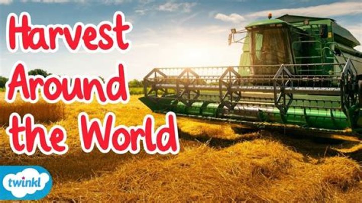 How do you harvest proso millet?
