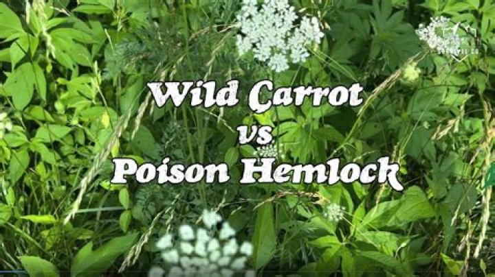 How do you use wild carrots?
