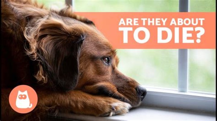 How does my dog know when it's time to eat?