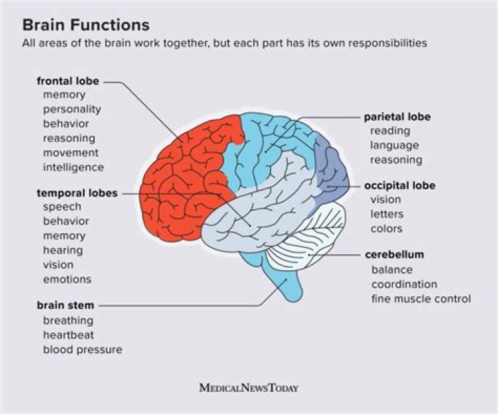 How does the brain focus attention?