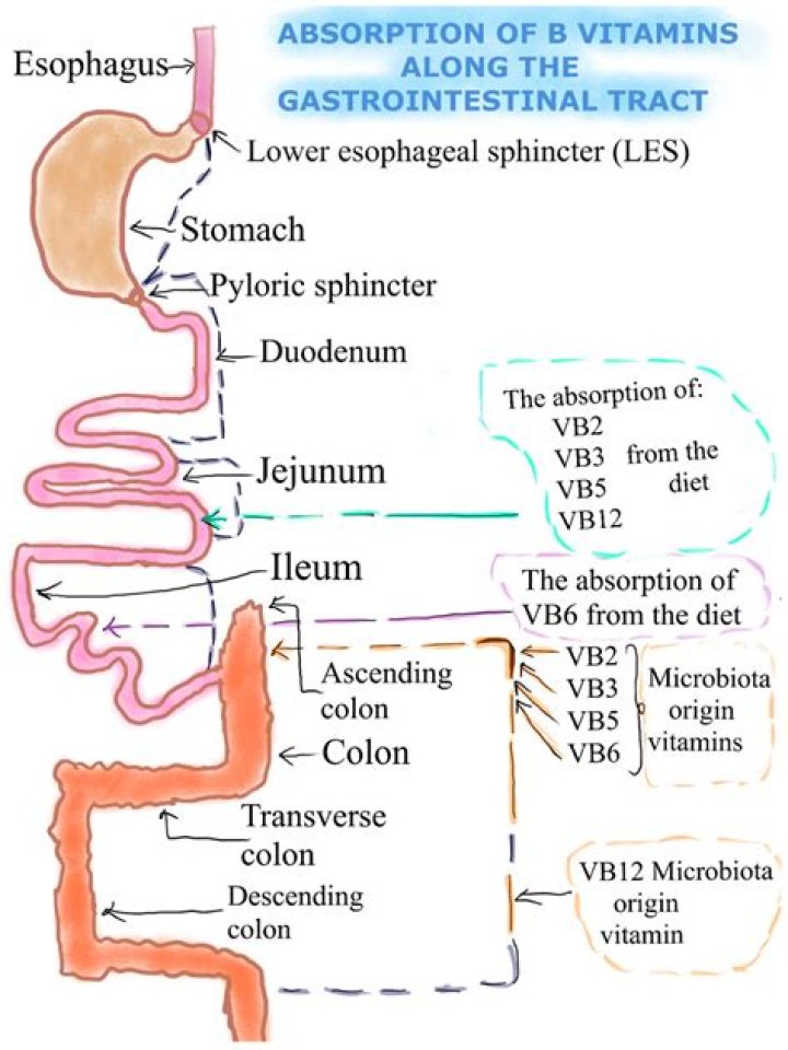 How is vitamin b6 important in the metabolism of amino acids?