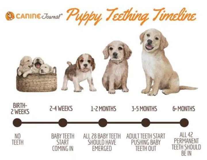 How long does it take for puppies to be born?