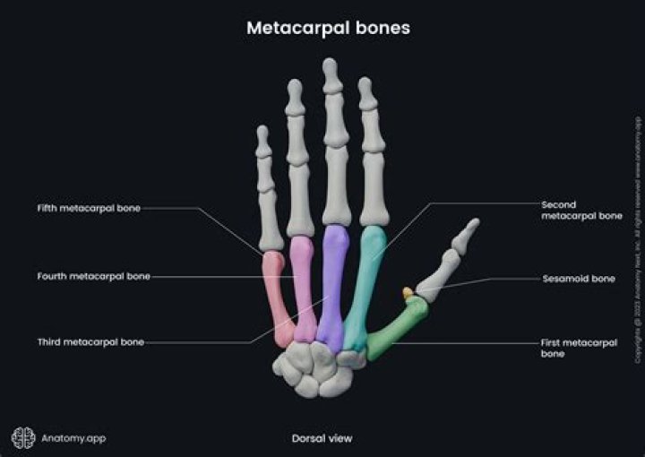How many metacarpals does a canine have in the front limb?