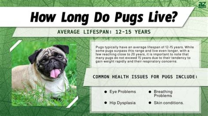 How many pugs does Dan have 2020?