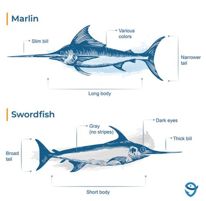 How much is a marlin fish worth?