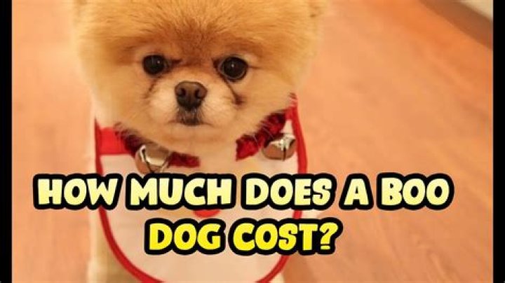 How much is Boo the Dog?