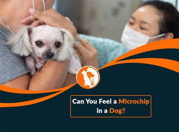 How much is it to register and microchip a dog?
