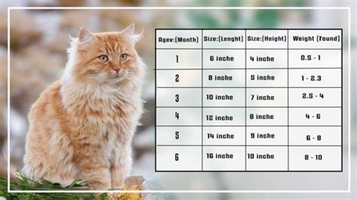 How much should a 2 year old Maine Coon cat weight?