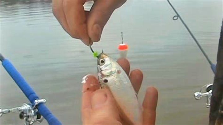 How to catch small eyed ray?