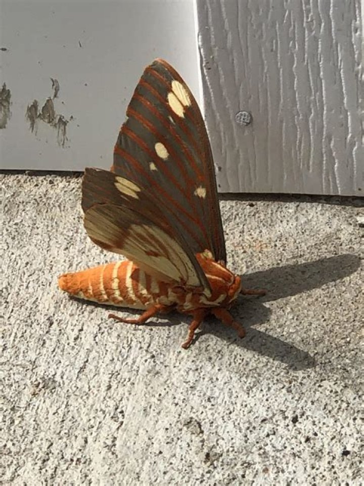 Is a regal moth dangerous?